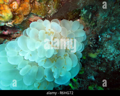 bow bubble coral (plerogyra sinuosa) Stock Photo