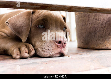 Wet nose of puppy Pit bull terrier dog Stock Photo
