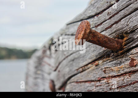 Old rusty nail in a weathered piece of wood on a shipwreck by the coast of Auckland, New Zealand. Stock Photo