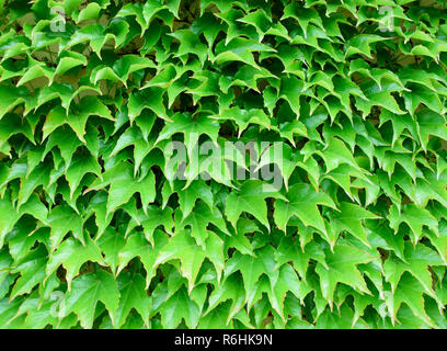 Ivy leaf texture, green background. Natural pattern. Stock Photo