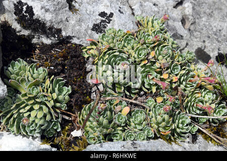 Sempervivum plants between rock in mountains, Montenegro. Stock Photo