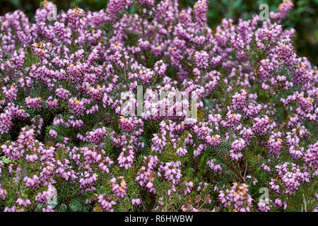 Erica x darleyensis 'Furzey', Ericaceae - purple mauve flowering heathers in late winter Stock Photo