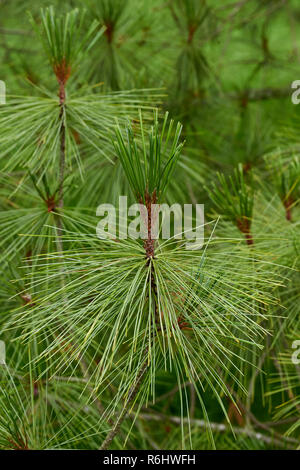 Himalayan Pine, Pinus wallichiana - closeup up of frond and leaf form Stock Photo