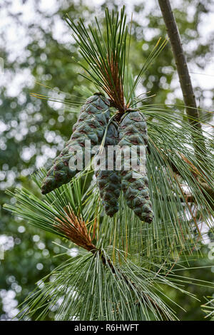 Himalayan Pine, Pinus wallichiana - closeup of pine cones, green closed nearing maturity Stock Photo