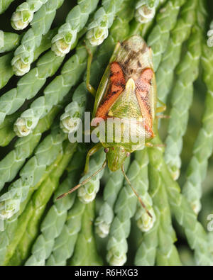 Juniper Shieldbug (Cyphostethus tristriatus) crawling on cypress tree ...