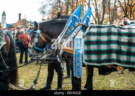 Leonhardi decorated big cold blooded horses Bad Toelz Germany Stock Photo