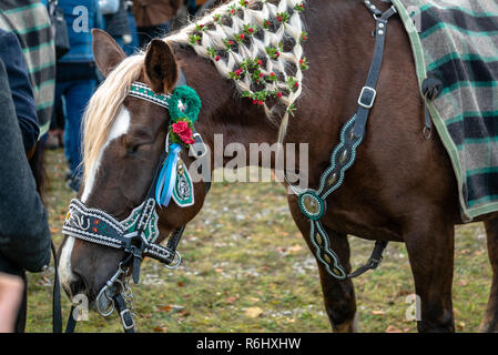 Leonhardi decorated big cold blooded horses Bad Toelz Germany Stock Photo