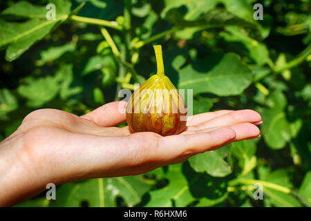 Figs in hand. Ripe fruit in hands on a background of Fig. Stock Photo
