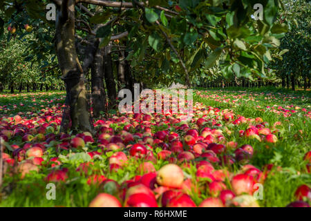 Katy Apple Harvest, Somerset, In Cider Apple Orchard  manager 5th sept 2018 Stock Photo