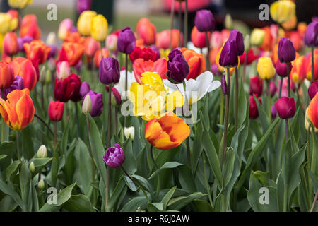 Colorful tulips flowers blooming in a garden Stock Photo