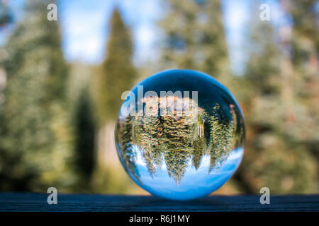 Pine forest grove captured in glass ball globe reflection in California. Stock Photo