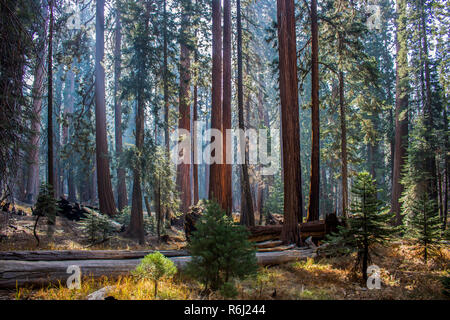 Forest and meadow of Giant Sequoia Redwood trees in fall sunlight in California's Sierra Nevada mountains. Stock Photo
