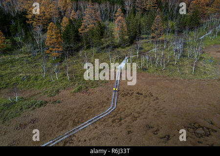 Woman and child walking on wooden walkway in marsh in autumn, top view of wooden path taken by drone, Japan Stock Photo