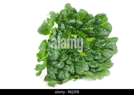 Chinese flat cabbage (Brassica chinensis) or Tah Tsai lettuce Stock Photo