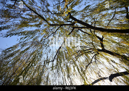 Branches of weeping willow growing on the coast of West Lake Stock Photo