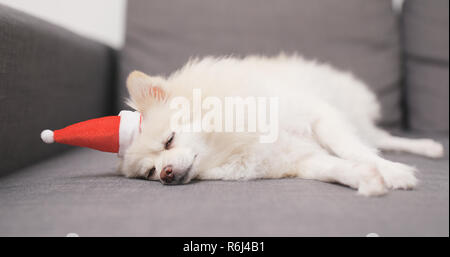 White Pomeranian dog with Santa Claus hat and lying on sofa Stock Photo