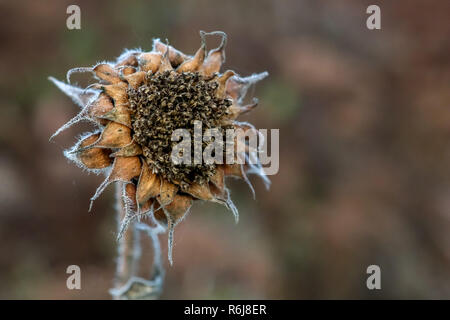 Background with deflorate sunflower. Sunflower in autumn day. Withered sunflower. Frozen sunflower on gray field in Latvia. Closeup of deflorate, with Stock Photo