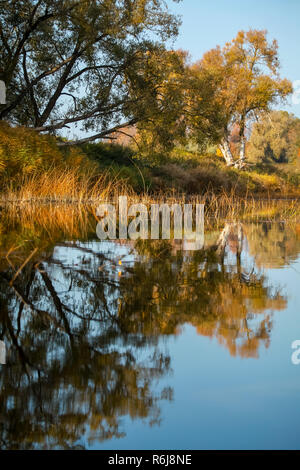 View on autumn landscape of river and trees in sunny day. Forest on river coast in autumn day. Reflection of autumn trees in water. Trees with orange,