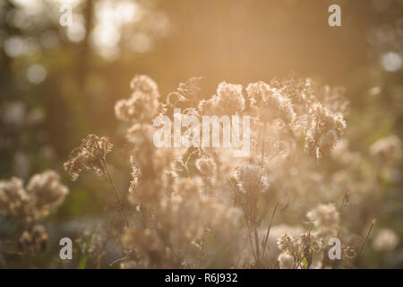 faded plants with fluffy blooms in their natural habitat Backlight of the sun during a summer evening makes an atmospheric background picture Stock Photo