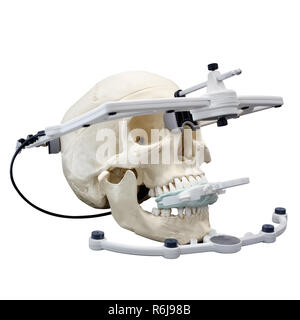 Skull model for learning X-ray panoramic dental photography Stock Photo