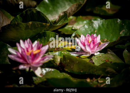 Freshly colored floating water lilies in purple / pink colors. Beautifully flowering water plants with atmospheric sunlight. Stock Photo
