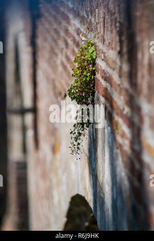 Monumental old wall with beautiful details of a brick bridge. Atmospheric sunlight falls on self-growing wall plants with green leaves and purple flow Stock Photo