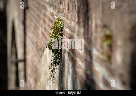 Monumental old wall with beautiful details of a brick bridge. Atmospheric sunlight falls on self-growing wall plants with green leaves and purple flow Stock Photo