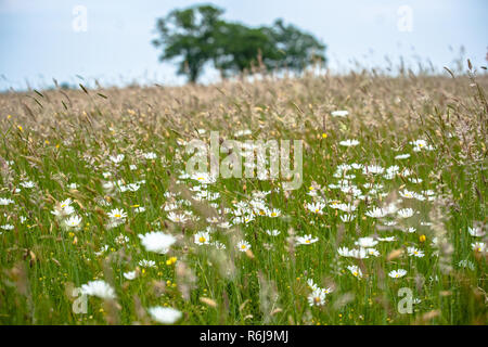 Views over a natural pasture with grasses, wild flowers and natural vegetation. On the horizon large green leafy trees on a sloping horizon. An old sa Stock Photo