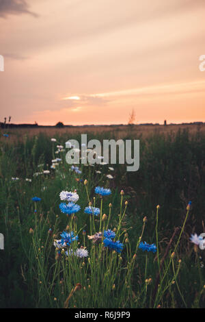 Atmospheric bouquet of wild flowers during a cloudy sunset. The last rays of the sun color the cloud cover and create a dynamic contrast during a spri Stock Photo