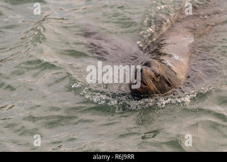 Sea Lion Swimming in the Pacific Ocean Close Up Stock Photo