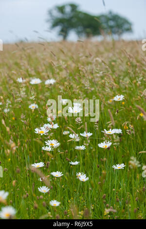 Views over a natural pasture with grasses, wild flowers and natural vegetation. On the horizon large green leafy trees on a sloping horizon. An old sa Stock Photo