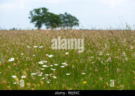 Views over a natural pasture with grasses, wild flowers and natural vegetation. On the horizon large green leafy trees on a sloping horizon. An old sa Stock Photo