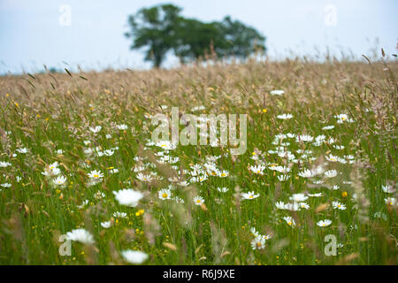 Views over a natural pasture with grasses, wild flowers and natural vegetation. On the horizon large green leafy trees on a sloping horizon. An old sa Stock Photo