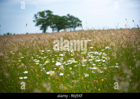 Views over a natural pasture with grasses, wild flowers and natural vegetation. On the horizon large green leafy trees on a sloping horizon. An old sa Stock Photo