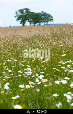 Views over a natural pasture with grasses, wild flowers and natural vegetation. On the horizon large green leafy trees on a sloping horizon. An old sa Stock Photo
