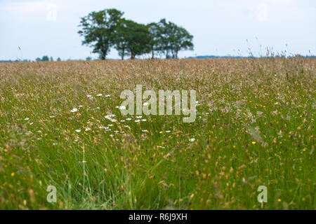 Views over a natural pasture with grasses, wild flowers and natural vegetation. On the horizon large green leafy trees on a sloping horizon. An old sa Stock Photo