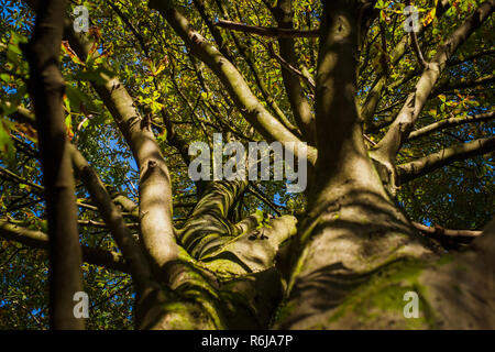 Sunlight that shines through the tree branches and crowns and gives atmospheric light in the forest Stock Photo