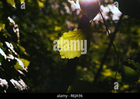 Atmospheric autumn scene in the forest with sun-flare and fresh green leaves Stock Photo