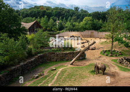 Asian elephant / Asiatic elephants (Elephas maximus) in indoor enclosure in the Planckendael Zoo, Mechelen Belgium Stock Photo