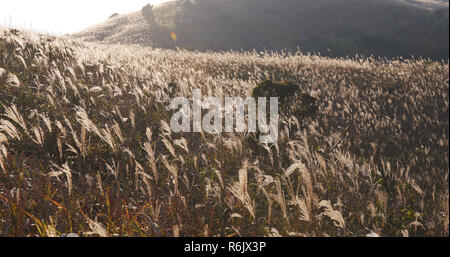 Slivergrass on mountain Stock Photo