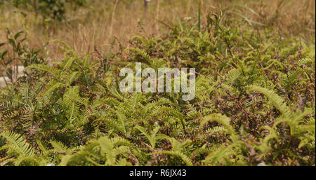 Slivergrass on mountain Stock Photo