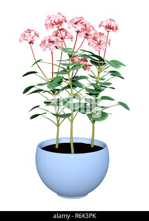 3D Rendering Geranium Flowers Pot on White Stock Photo