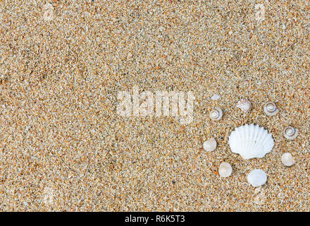 Sandy beach and sea shells Stock Photo