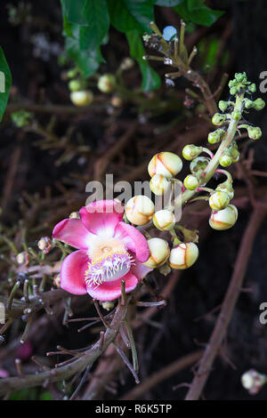 Shorea robusta(Couroupita guianensis) on the tree Stock Photo