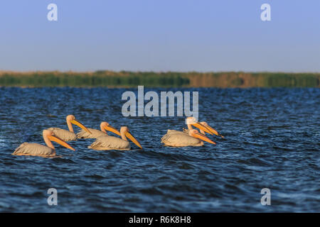 white pelicans in Danube Delta, Romania Stock Photo