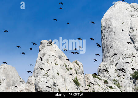 The Alpine chough or yellow-billed chough (Pyrrhocorax graculus), on the Velebit Mountain, Croatia Stock Photo