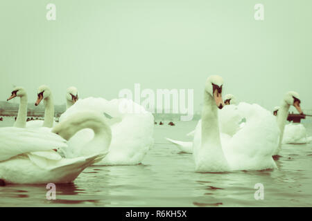 Swan, duck, gulls and bald-coots. Swans, ducks and gulls in the seaport waters on a cloudy winter day Stock Photo