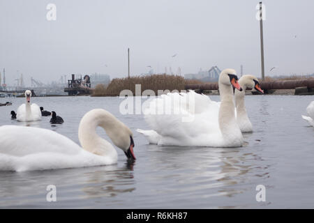 Swan, duck, gulls and bald-coots. Swans, ducks and gulls in the seaport waters on a cloudy winter day Stock Photo