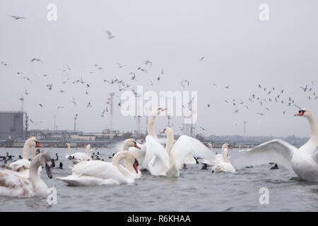 Swan, duck, gulls and bald-coots. Swans, ducks and gulls in the seaport waters on a cloudy winter day Stock Photo