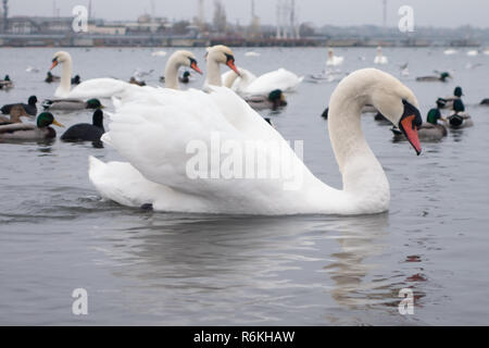 Swan, duck, gulls and bald-coots. Swans, ducks and gulls in the seaport waters on a cloudy winter day Stock Photo